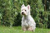 WESTIE 468